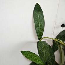 1pc Artificial Olive Tree 150-210cm With Plastic Pot & Moss, Realistic Leaves & Trunk, House Ornament Fake Plant Home Wedding Room Decor, Indoor Outdoor Christmas