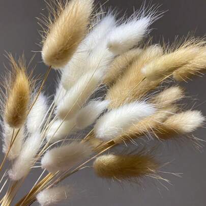 30/59/80/119 Pcs Natural Dried Rabbit Tail Grass Flowers, Suitable For Boho Decor, Home, Wedding DIY Crafts