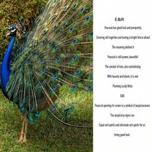 High Quality Natural Peacock Feathers 25-30cm Home Decoration Long Feather Vase Flower Arrangement Decoration Peacock Feathers - Green - View 4