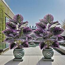 1pcs Outdoor Artificial Green Plants, Villa Courtyard Garden Decor Outdoor & Home Office Decoration, Perfect For Christmas, Halloween, Palm Festival & Valentine's Day - Pot Not Included - Purple - View 4