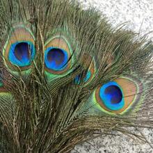 High Quality Natural Peacock Feathers 25-30cm Home Decoration Long Feather Vase Flower Arrangement Decoration Peacock Feathers - Green - View 6