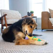 Outward Hound By Charming Pet Squawkers Earl Latex Squeaky Rubber Chicken Dog Toy, Funny Interactive Holiday Toy For Dogs, Large Size - Màu B - Xem 5