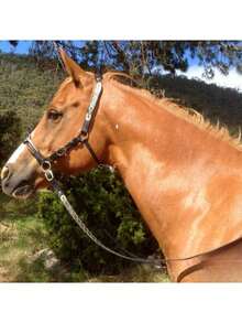 PU皮革马笼头和牵引绳套装，舒适马笼头，适用于纯血马、阿拉伯马、夸特马等无缰马匹，时尚皮革马笼头，PU马具金属牵引绳套装 - 彩色 - 查看 10