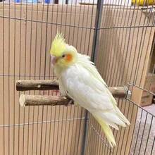 1 件手工木制耐用木制鸟栖笼 - 舒适的鸟磨棒 - 有趣的鸟类玩具和用品，重量和形状因木材差异而略有不同 - 棕色 - 查看 5