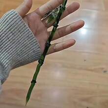 2025 New Chinese Style Green Resin Bamboo Leaf Hairpin For Women Vintage Acrylic Chopstick Hair Accessory - màu xanh lá - Xem 4