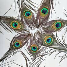 High Quality Natural Peacock Feathers 25-30cm Home Decoration Long Feather Vase Flower Arrangement Decoration Peacock Feathers - Green - View 8