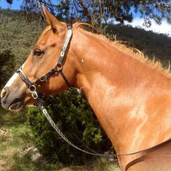 PU Leather Bridle And Rein Set, Comfortable Bitless Bridle For Horses, Suitable For Thoroughbred, Arabian, Quarter Horse