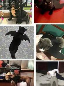 1pc Halloween Cute Pet Clothes Black Bat Wings Harness Costume Cosplay Cat Dog Halloween Party For Pet Supplies Halloween Halloween Costumes - Black - View 2