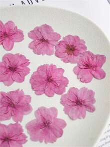 12pcs Dried Sakura Flowers Pressed Flower Specimens For Resin Crafts, Photo Frames, Bookmarks, Candles, DIY Handmade Lamp, Fan, Home Decor, Gift For Friends