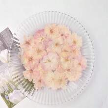 12pcs Dried Sakura Flowers Pressed Flower Specimens For Resin Crafts, Photo Frames, Bookmarks, Candles, DIY Handmade Lamp, Fan, Home Decor, Gift For Friends