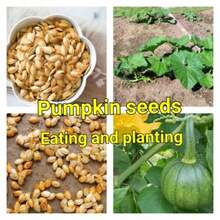 20 Pumpkin Seeds Non-GMO Heirloom Vegetable Eating And Growing Healthy Pumpkin Seeds - 綠色 - 查看 2