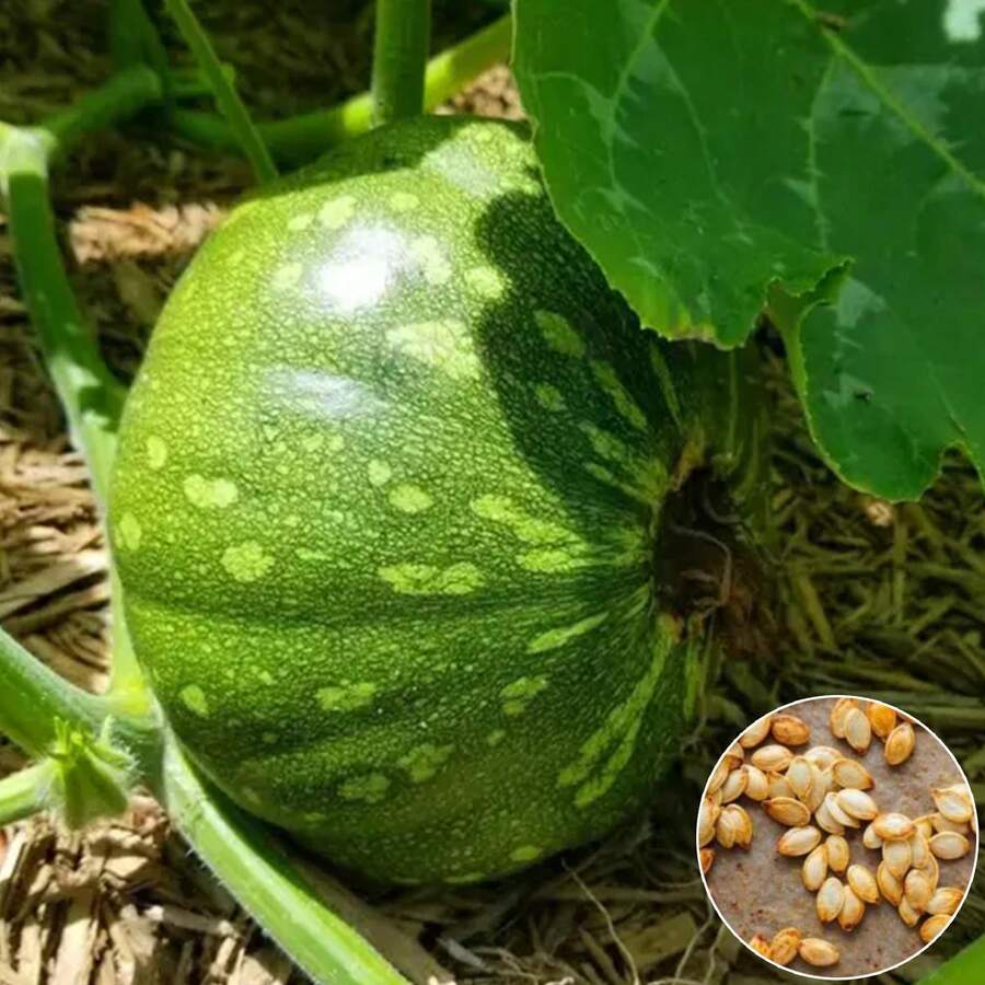 20 Pumpkin Seeds Non-GMO Heirloom Vegetable Eating And Growing Healthy Pumpkin Seeds - 綠色 - 查看 1