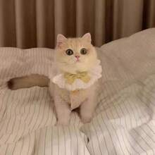 Warm Fleece Vest For Cats, Suitable For Autumn/Winter, Cozy Outfit For Breeds Like , British Shorthair, Siamese