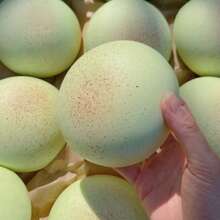 1 Stück super weicher und klebrig duftender Taro Quetschspielzeug zur Stresslinderung - perfektes Geschenk für Geburtstag, Feiertage, Weihnachten