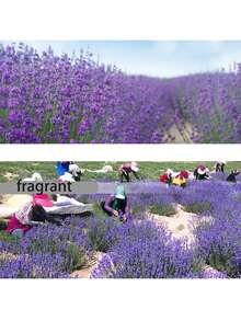 6 Stücke/10 Stücke/3 Stücke Lavendel Duftsäckchen, langanhaltender eleganter französischer Blumenduft Säckchen, geeignet für Schubladen und Schränke, perfektes Brautduschgeschenk, Feiertags-Heimdekoration (Halloween, Weihnachten, Erntedankfest) mit lila künstlichen Blumen - frischer Duft, geeignet für Zuhause, Büro und Studentenwohnheim | Ideal für Schubladen, Schränke, Wohnzimmer, Schlafzimmer | Keine Batterie erforderlich, künstliche Lavendelblumen