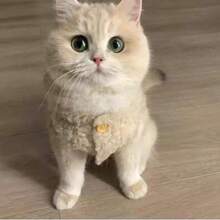 Warm Fleece Vest For Cats, Suitable For Autumn/Winter, Cozy Outfit For Breeds Like , British Shorthair, Siamese