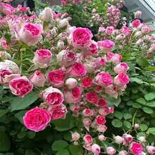 312 piezas de semillas mixtas de rosas trepadoras, variedad de flores decorativas para jardín, cultivo fácil, ideales para cercas y vallas, semillas de calidad para paisajismo exterior - 312 piezas - Ver 2