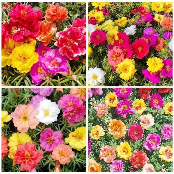 174 piezas de semillas de flores Moss Ross para plantar - Eleven O'clock, Mexican Rose, Sun Rose, Rock Rose, tolerantes al calor y a la sequía
