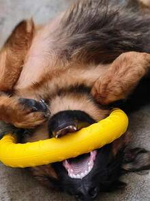 Disco volador con aro grande para mascotas - Juguete interactivo de disco volador para perros que combate el aburrimiento - Juguete masticable duradero con rebote y juguete de tiro para perros pequeños y medianos como Golden Retriever y Border Collie