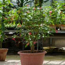 8 Pack Tomato Cages Garden Cages Stakes Plant Trellis 16'' X 16'' X 39'' - Màu xanh lá cây đậm - Xem 3