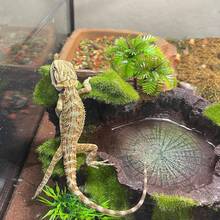 Plastik Reptilien Habitat Deko - Harz Reptilien Plattform, künstlicher Baumstamm Design - geeignet für Eidechsen, Geckos, Frosch Futterschalen, Schlangen Versteck, Einsiedlerkrebs Deko, Reptilien Terrarium