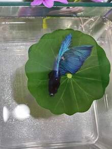 2 件装斗鱼叶吊床，模拟自然栖息地，斗鱼床，水族箱装饰假叶，改善斗鱼健康 - 天然、有机、舒适的鱼缸休息区 - 彩色 - 查看 5
