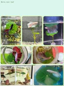 2 件装斗鱼叶吊床，模拟自然栖息地，斗鱼床，水族箱装饰假叶，改善斗鱼健康 - 天然、有机、舒适的鱼缸休息区 - 彩色 - 查看 3
