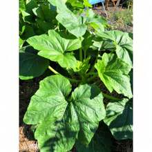 20 Pumpkin Seeds Non-GMO Heirloom Vegetable Eating And Growing Healthy Pumpkin Seeds - 綠色 - 查看 3