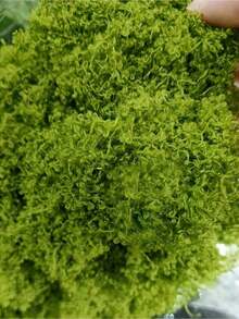 Realistic Artificial Moss, Suitable For DIY Crafts And Home Decor - Lifelike Green Plant Grass, Great For Miniature Landscape, Wedding Decoration, Valentine's Day, Birthday Gift, Graduation Ceremony, Garden Decor, Outdoor Plants, Gardening, Fake Flowers - Multicolor - View 8
