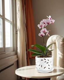 KF-Plant AccessoriesOrchid Pot With Holes, 5+6Inch Ceramic Plant Pots With Drainage Holes And Tray, Promoting Air Circulation And Drainage, Indoor/Outdoor White Flower Potsplant Garden - 白色-2 - 查看 2