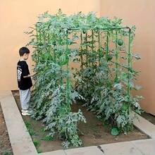 43 件耐用花园支撑套装，多功能花园支撑杆套装，园艺庭院植物攀爬杆，植物支撑架适用于各种水果和蔬菜，可自由组合和组装 - 彩色 - 查看 8