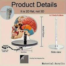 2D 平面 0.3 厘米厚，2 个可旋转 2D 解剖大脑模型 - 高品质亚克力桌面装饰，带有生动自然编码的大脑区域，360° 旋转底座，用于教育展示、办公室和学习装饰、室内/室外使用，2D 平面 - 多色A - 查看 16