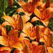 179 piezas de semillas de lirio de fuego, alta tasa de germinación, plantas de vainilla, semillas frescas, la mejor opción para decoración de jardín - 179 - Ver 5