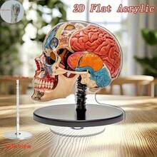 2D 平面 0.3 厘米厚，2 个可旋转 2D 解剖大脑模型 - 高品质亚克力桌面装饰，带有生动自然编码的大脑区域，360° 旋转底座，用于教育展示、办公室和学习装饰、室内/室外使用，2D 平面 - 多色A - 查看 5
