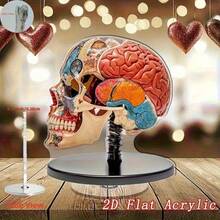 2D 平面 0.3 厘米厚，2 个可旋转 2D 解剖大脑模型 - 高品质亚克力桌面装饰，带有生动自然编码的大脑区域，360° 旋转底座，用于教育展示、办公室和学习装饰、室内/室外使用，2D 平面 - 多色A - 查看 3
