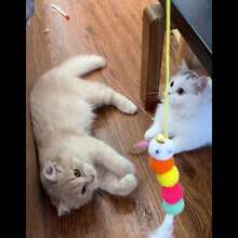 随机卡通图案猫玩具，门挂弹力绳逗猫棒，猫玩具，室内小猫玩具，自娱猫玩具，悬挂式猫玩具（产品由人造羽毛制成） - 彩色 - 查看 4