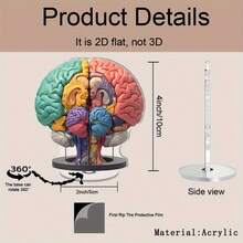 2D 平面 0.3 厘米厚，2 个可旋转 2D 解剖大脑模型 - 高品质亚克力桌面装饰，带有生动自然编码的大脑区域，360° 旋转底座，用于教育展示、办公室和学习装饰、室内/室外使用，2D 平面 - 多色A - 查看 13