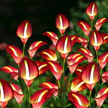 10 PCS 5-Head Calla Lily Solar Lights, Outdoor, Garden, Pathway Decor, Illumination (White, Red, Purple, Blue, Yellow) - 5頭馬蹄蓮 - 查看 10