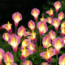 10 PCS 5-Head Calla Lily Solar Lights, Outdoor, Garden, Pathway Decor, Illumination (White, Red, Purple, Blue, Yellow) - 5頭馬蹄蓮 - 查看 8