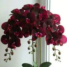 55 Pcs Drought Resistant Perennial Orchid Seeds Full Sun Indoor Outdoor Planting Attract Pollinators Garden Flowers Bonsai Home Plant Seeds - 55 chiếc - Xem 1