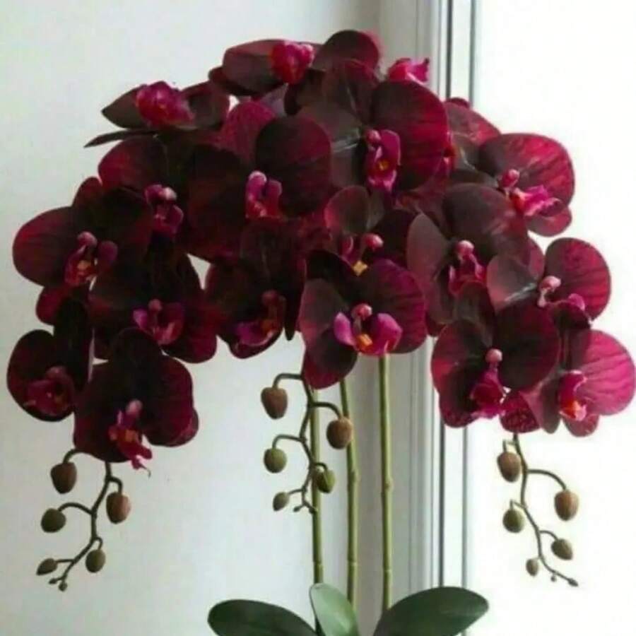 55 Pcs Drought Resistant Perennial Orchid Seeds Full Sun Indoor Outdoor Planting Attract Pollinators Garden Flowers Bonsai Home Plant Seeds - 55 chiếc - Xem 1