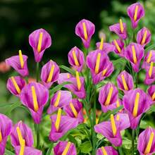 10 PCS 5-Head Calla Lily Solar Lights, Outdoor, Garden, Pathway Decor, Illumination (White, Red, Purple, Blue, Yellow) - 5頭馬蹄蓮 - 查看 19