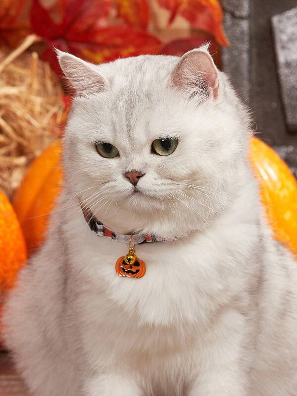 1 Peça Acessório de Halloween para Animais de Estimação, Feito de Poliéster, Estilo Excêntrico com Sino, Colar Pequeno Ajustável Adequado para Gatos Médios/Pequenos e Cães Pequenos, Cor Aleatória