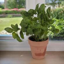 Small Terracotta Plant Pots With Drainage Hole - Set Of 3 - View 4