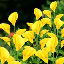 10 PCS 5-Head Calla Lily Solar Lights, Outdoor, Garden, Pathway Decor, Illumination (White, Red, Purple, Blue, Yellow) - 5頭馬蹄蓮 - 查看 14