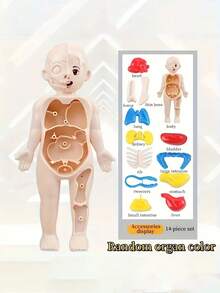 一套儿童模拟人体器官模型认知解剖玩具，早教益智玩具，儿童科学实验套装，带可拆卸器官的医学教学骨骼模型，骨骼医学解剖STEM玩具，中小学生人体内部器官医学组装玩具，教育玩具 - 彩色 - 查看 11
