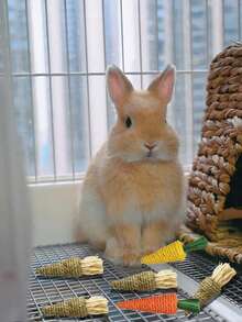 Jucării de mestecat în formă de morcovi, țesute manual, în pachete de 2, 3, 4 sau 6, potrivite pentru iepuri, hamsteri, cobai și pisici. Combinând îngrijirea dentară cu divertismentul, acestea ameliorează eficient plictiseala, promovând în același timp o mestecare sănătoasă. Ideale ca și cadouri de Crăciun sau de Halloween.