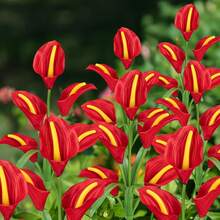 10 PCS 5-Head Calla Lily Solar Lights, Outdoor, Garden, Pathway Decor, Illumination (White, Red, Purple, Blue, Yellow) - 5頭馬蹄蓮 - 查看 17