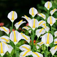 10 PCS 5-Head Calla Lily Solar Lights, Outdoor, Garden, Pathway Decor, Illumination (White, Red, Purple, Blue, Yellow) - 5頭馬蹄蓮 - 查看 16