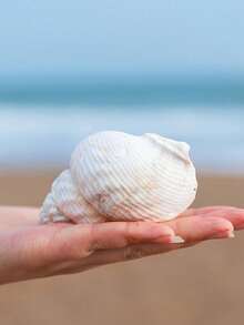 Tamanho aleatório, Concha de Búzio Natural, Decoração Criativa para Aquário, Paisagismo de Aquário, Concha de Caramujo de Amendoim para Aquário, Concha Substituta para Ermitão de Aquário, Decoração Doméstica, Decoração de Mesa (Mínimo 6cm, Máximo 12cm)